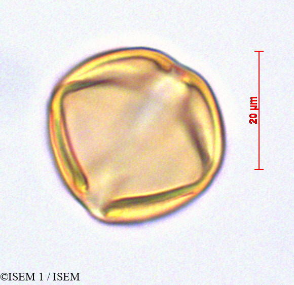 ISEM 1/Cestrum_humboldtii_29140/Cestrum_humboldtii_29140_0004(copy).jpg